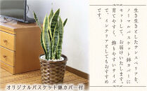 サンスベリア 7号 バスケット鉢カバー 土の表面:ウッドチップ【観葉植物 植物 サンスベリア 7号 バスケット 鉢付 インテリア 部屋 室内 オフィス 癒し エコ グリーン マイナスイオン リラックス オシャレ おしゃれ ギフト プレゼント 贈り物 人気 おすすめ  福岡県筑前町 送料無料 AG019】