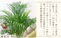 【観葉植物】アレカヤシ 8号 ブラウンバスケット鉢カバー 土の表面:ウッドチップ ｜観葉植物 インテリア 部屋 おしゃれ 福岡県筑前町 送料無料