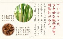 アレカヤシ 8号 ブラウンバスケット鉢カバー 土の表面:ウッドチップ 【観葉植物 植物 アレカヤシ 8号 バスケット 鉢付 インテリア 部屋 室内 オフィス 癒し エコ グリーン マイナスイオン リラックス オシャレ おしゃれ ギフト プレゼント 贈り物 人気 おすすめ  福岡県筑前町 送料無料 AG020】