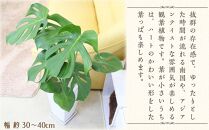 【観葉植物】モンステラ 7号 スクエア陶器鉢 ストレート 土の表面:ウッドチップ【観葉植物 植物 鉢付 インテリア 部屋 室内 オフィス 癒し エコ グリーン マイナスイオン リラックス オシャレ おしゃれ ギフト プレゼント 贈り物 人気 おすすめ  福岡県筑前町 送料無料 AG021】