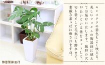 【観葉植物】モンステラ 7号 スクエア陶器鉢 ストレート 土の表面:ウッドチップ【観葉植物 植物 鉢付 インテリア 部屋 室内 オフィス 癒し エコ グリーン マイナスイオン リラックス オシャレ おしゃれ ギフト プレゼント 贈り物 人気 おすすめ  福岡県筑前町 送料無料 AG021】