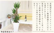 【観葉植物】青年の木(ユッカ) 8号 ホワイト陶器鉢G 土の表面：ウッドチップ ｜観葉植物 インテリア 部屋 おしゃれ 福岡県筑前町 送料無料