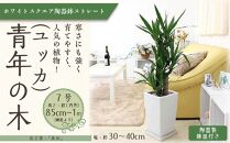 観葉植物】パキラ 7号 ホワイトスクエア陶器鉢 ストレート 高さ:約85cm