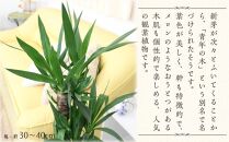 【観葉植物】青年の木(ユッカ) 7号 ホワイトスクエア陶器鉢 ストレート 【観葉植物 植物 鉢付 インテリア 部屋 室内 オフィス 癒し エコ グリーン マイナスイオン リラックス オシャレ おしゃれ ギフト プレゼント 贈り物 人気 おすすめ  福岡県筑前町 送料無料 AG023】