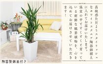 【観葉植物】青年の木(ユッカ) 7号 ホワイトスクエア陶器鉢 ストレート 【観葉植物 植物 鉢付 インテリア 部屋 室内 オフィス 癒し エコ グリーン マイナスイオン リラックス オシャレ おしゃれ ギフト プレゼント 贈り物 人気 おすすめ  福岡県筑前町 送料無料 AG023】