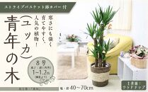 【観葉植物】青年の木（ユッカ） 8号 ストライプバスケット鉢カバー 土の表面：ウッドチップ ｜観葉植物 インテリア 部屋 おしゃれ 福岡県筑前町 送料無料