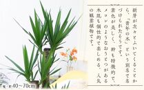 【観葉植物】青年の木（ユッカ） 8号 ストライプバスケット鉢カバー 土の表面：ウッドチップ ｜観葉植物 インテリア 部屋 おしゃれ 福岡県筑前町 送料無料