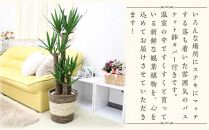 【観葉植物】青年の木（ユッカ） 8号 ストライプバスケット鉢カバー 土の表面：ウッドチップ ｜観葉植物 インテリア 部屋 おしゃれ 福岡県筑前町 送料無料