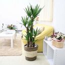 【観葉植物】青年の木（ユッカ） 8号 ストライプバスケット鉢カバー 土の表面：ウッドチップ ｜観葉植物 インテリア 部屋 おしゃれ 福岡県筑前町 送料無料