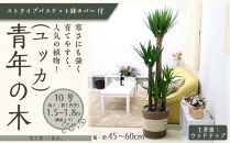 【観葉植物】青年の木（ユッカ） 10号 ストライプバスケット鉢カバー 土の表面：ウッドチップ 【観葉植物 植物 鉢付 インテリア 部屋 室内 オフィス 癒し エコ グリーン マイナスイオン リラックス オシャレ おしゃれ ギフト プレゼント 贈り物 人気 おすすめ  福岡県筑前町 送料無料 AG026】