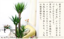 【観葉植物】青年の木（ユッカ） 10号 ストライプバスケット鉢カバー 土の表面：ウッドチップ 【観葉植物 植物 鉢付 インテリア 部屋 室内 オフィス 癒し エコ グリーン マイナスイオン リラックス オシャレ おしゃれ ギフト プレゼント 贈り物 人気 おすすめ  福岡県筑前町 送料無料 AG026】