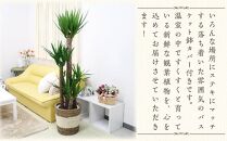 【観葉植物】青年の木（ユッカ） 10号 ストライプバスケット鉢カバー 土の表面：ウッドチップ 【観葉植物 植物 鉢付 インテリア 部屋 室内 オフィス 癒し エコ グリーン マイナスイオン リラックス オシャレ おしゃれ ギフト プレゼント 贈り物 人気 おすすめ  福岡県筑前町 送料無料 AG026】