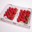 朝摘み完熟まりひめ約600g（300g前後×2トレイ）［和歌山ブランド苺まりひめ］［こだわりの土耕栽培のいちごを農家直送］［IKE101］