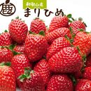 朝摘み完熟まりひめ約1.2kg（300g前後×4トレイ）［和歌山ブランド苺まりひめ］［こだわりの土耕栽培のいちごを農家直送］［IKE97］