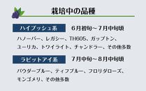 【時間無制限・食べ放題】ブルーベリー狩り入園チケットおとな２枚