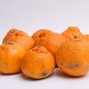 ［先行予約］家庭用 不知火2.5kg+250g（傷み補償分）［デコポンと同品種・人気の春みかん］［わけあり・訳あり］［IKE120］