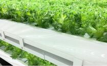 アノレタス（リーフレタス）新鮮シャキシャキ 栽培期間中無農薬低カリウムレタス 24袋セット