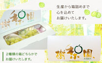 【2026年先行予約】シャインマスカット&nbsp;約2kg&nbsp;(4～5房)&nbsp;【数量限定&nbsp;シャインマスカット&nbsp;ぶどう&nbsp;ブドウ&nbsp;葡萄&nbsp;フルーツ&nbsp;シャインマスカット&nbsp;フルーツ&nbsp;果物&nbsp;くだもの&nbsp;さっぱり上品&nbsp;人気&nbsp;2房&nbsp;先行予約&nbsp;ギフト&nbsp;贈答用&nbsp;プレゼント&nbsp;贈り物&nbsp;】