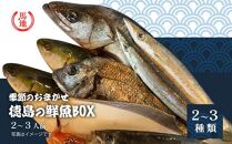 その日のセリの一番魚お届けBOX　2～3人前（下処理済み）