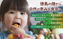 野菜セット&nbsp;旬の野菜&nbsp;（9~10種類)&nbsp;やさい&nbsp;詰合せ&nbsp;新鮮&nbsp;季節の野菜
