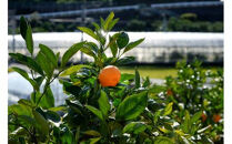 クラフトビール&nbsp;飲み比べ&nbsp;6本&nbsp;セット&nbsp;(350ml×6)