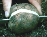 【芋家なか吉】後は植えるだけ カット種芋 1,5kg 丹波山の芋 《定植４～５月》