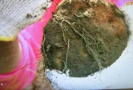 【芋家なか吉】後は植えるだけ カット種芋 1,5kg 丹波山の芋 《定植４～５月》