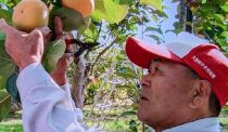 【先行予約：2024年11月中旬～発送】甘くておいしい岐阜の柿「富有柿」3L×10個（約3.2kg）