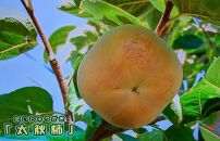 【先行予約：2024年10月初旬～発送】梨のような食感！「太秋柿」3L×10個（約3.2kg）