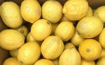 有田産の安心国産レモン約5kg （サイズ混合）★2024年10月下旬頃より順次発送【TM15】