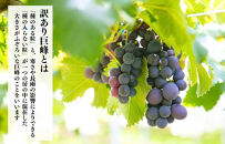 訳あり&nbsp;それでも&nbsp;巨峰&nbsp;&nbsp;2kg&nbsp;(&nbsp;3房&nbsp;～&nbsp;6房&nbsp;)&nbsp;和歌山県産&nbsp;&nbsp;【みかんの会】