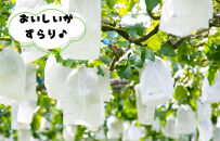 シャインマスカット&nbsp;有田巨峰村&nbsp;2kg&nbsp;(&nbsp;2房&nbsp;～&nbsp;6房&nbsp;)&nbsp;和歌山県産&nbsp;&nbsp;【みかんの会】