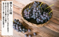 巨峰&nbsp;種なし&nbsp;有田巨峰村の巨峰&nbsp;2kg(&nbsp;3房&nbsp;～&nbsp;6房&nbsp;)&nbsp;和歌山県産&nbsp;【みかんの会】