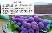 訳あり&nbsp;それでも&nbsp;巨峰&nbsp;&nbsp;3kg&nbsp;(&nbsp;5房&nbsp;～&nbsp;9房&nbsp;)&nbsp;和歌山県産&nbsp;&nbsp;【みかんの会】