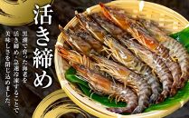 活き〆冷凍車海老　300g（Lサイズ）14～16尾入り【エビ えび 海老 車海老 くるまえび クルマエビ 冷凍 活き 新鮮 急速冷凍 海産物 天ぷら 塩焼 バーベキュー 国産 ギフト 真空パック 真空 養殖 九州産 鹿児島県 種子島 中種子町 ふるさと納税 送料無料 BF001】