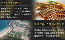 活き〆冷凍車海老　300g（Lサイズ）14～16尾入り【エビ えび 海老 車海老 くるまえび クルマエビ 冷凍 活き 新鮮 急速冷凍 海産物 天ぷら 塩焼 バーベキュー 国産 ギフト 真空パック 真空 養殖 九州産 鹿児島県 種子島 中種子町 ふるさと納税 送料無料 BF001】