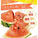 紀州和歌山産 小玉スイカ「ひとりじめ」 1玉【2025年6月上旬頃～2025年6月下旬頃に順次発送】【UT85】