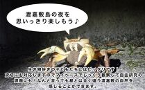 ガイドツアー ナイトビーチ 生き物探検ツアー 渡嘉敷島 約1.5時間コース