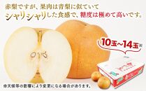 梨 新甘泉梨 5kg ( 5kg × 1箱 )