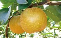 梨&nbsp;新甘泉梨&nbsp;5kg&nbsp;(&nbsp;5kg&nbsp;×&nbsp;1箱&nbsp;)｜梨&nbsp;なし&nbsp;新甘泉梨&nbsp;新甘泉&nbsp;5kg&nbsp;果物&nbsp;フルーツ&nbsp;ナシ&nbsp;甘い&nbsp;果汁&nbsp;和梨&nbsp;箱&nbsp;甘み&nbsp;くだもの&nbsp;国産&nbsp;果実&nbsp;鳥取県&nbsp;三朝町
