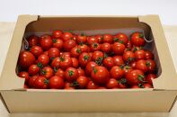 【先行予約】フルーツトマト 三朝町産 2kg × 1箱