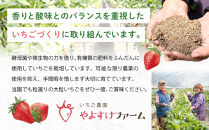 いちご&nbsp;みさひめ&nbsp;三朝町産&nbsp;贈答用&nbsp;デラックス大&nbsp;(&nbsp;12粒&nbsp;または&nbsp;15粒×2ケース&nbsp;)｜冷蔵&nbsp;いちご&nbsp;苺&nbsp;みさひめ&nbsp;果物&nbsp;スイーツ&nbsp;数量限定&nbsp;期間限定&nbsp;特産品&nbsp;デザート&nbsp;フルーツ&nbsp;人気&nbsp;おすすめ&nbsp;鳥取県&nbsp;三朝町