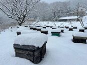 はちみつ 井之上養蜂場 桃源郷レンゲ蜂蜜 三朝町産 600g × 1本
