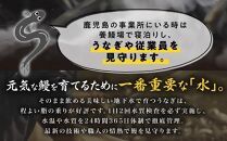 鹿児島県産うなぎ　蒲焼き5尾・きざみうなぎ2袋（合計800g以上）