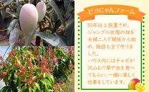 超希少なマンゴー【キーツ】&nbsp;約800g&nbsp;和歌山市（2025年9～10月発送分）