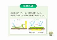 グランドカバー植物「クラピアK3」ポット苗　40ポットセット【ポイント交換専用】
