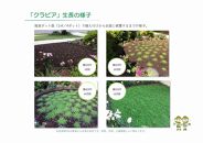グランドカバー植物「クラピアK3」ポット苗　20ポットセット【ポイント交換専用】
