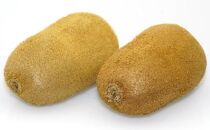 香緑（こうりょく）キウイフルーツ　香川県産　約1.3kg化粧箱入り（7～9玉入り）