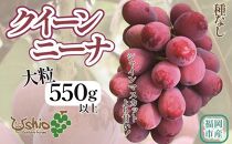 【2025年8月以降順次発送】福岡市産クイーンニーナ550g1房【北海道・沖縄・離島発送不可】