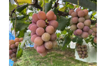 【2026年8月以降順次発送】福岡市産クイーンニーナ550g1房【北海道・沖縄・離島発送不可】